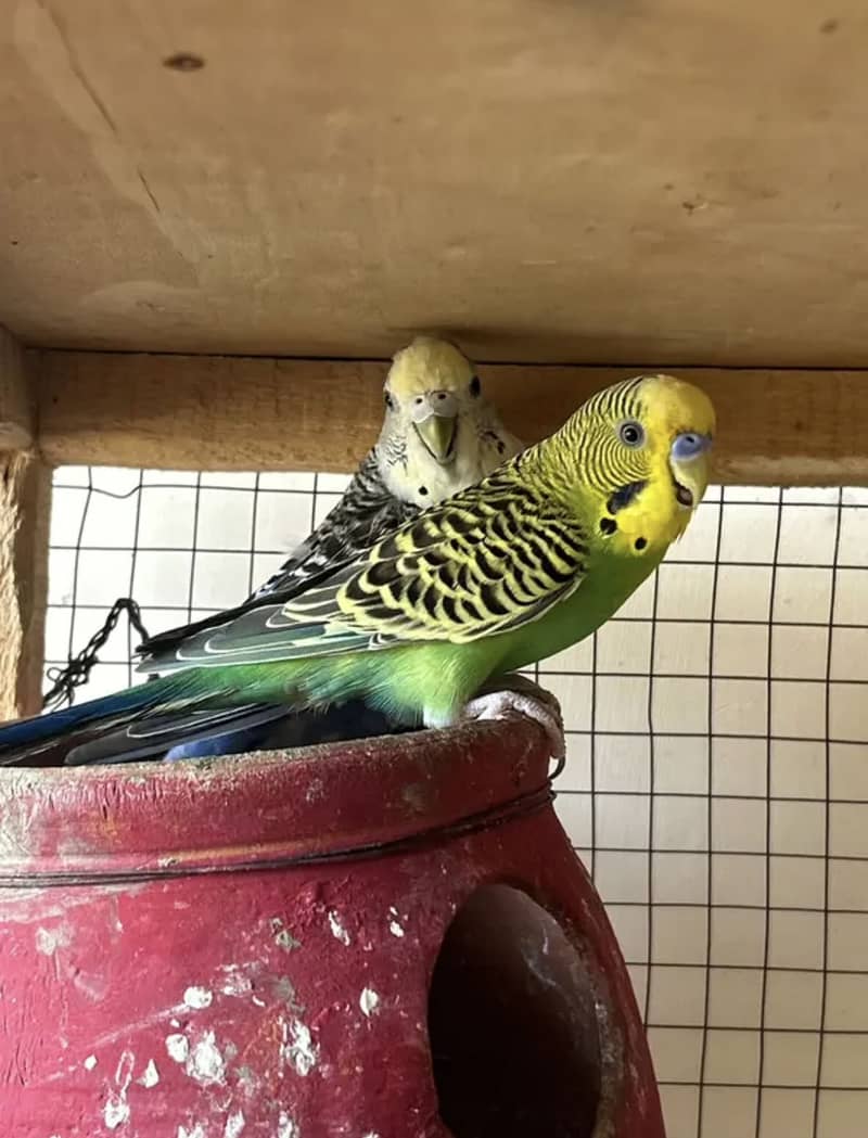 parrot 0