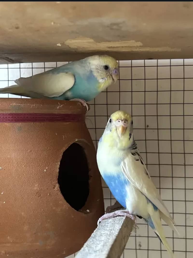 parrot 2