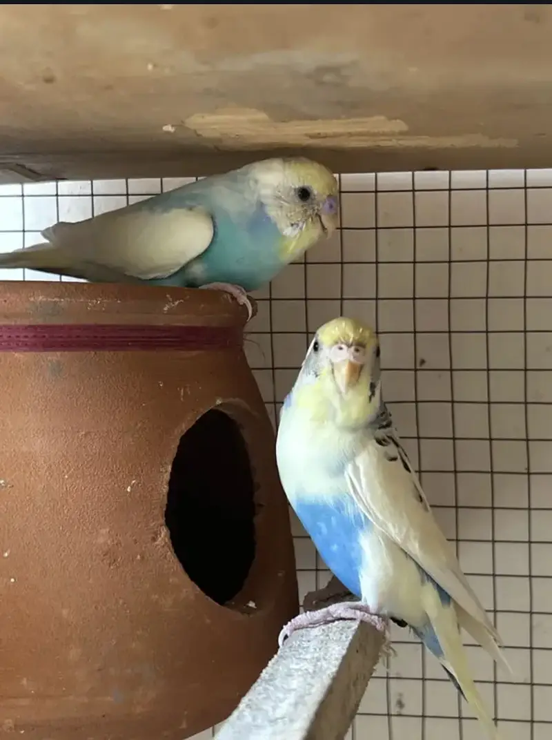 parrot — photo 3
