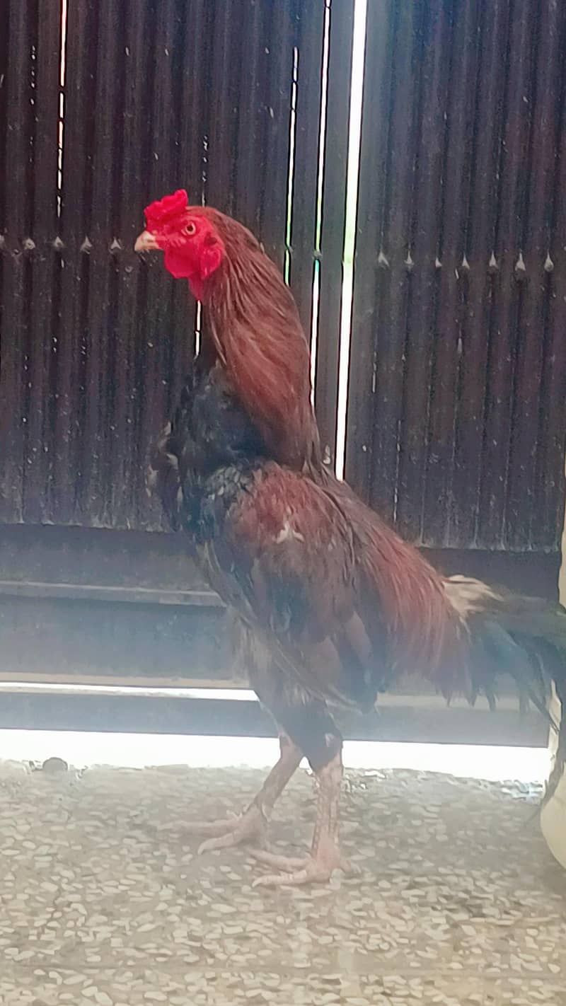 sultan 2