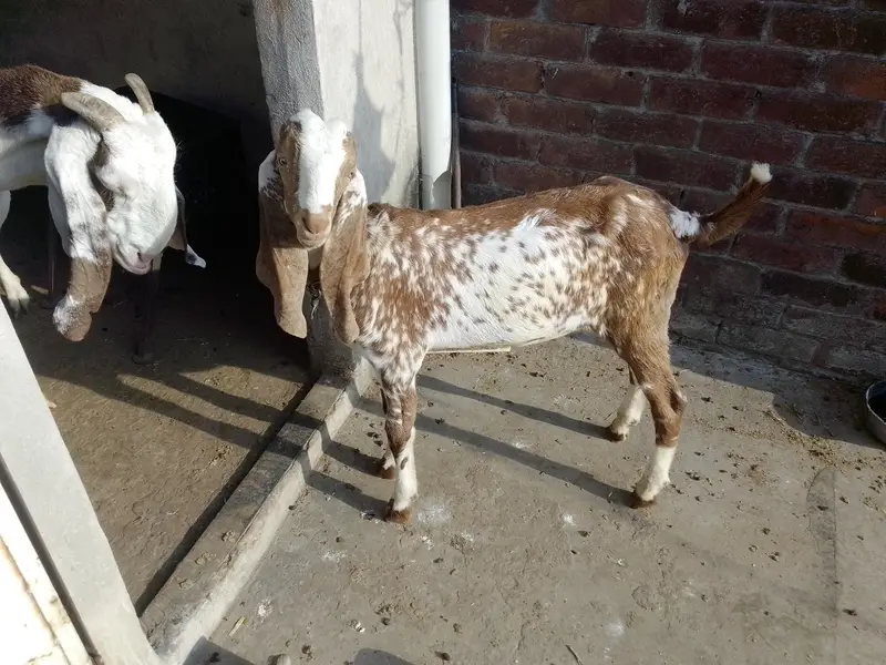 Makhi Chena Male Bacha For Sale