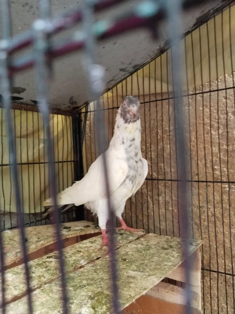 saharanpuri pair for sale