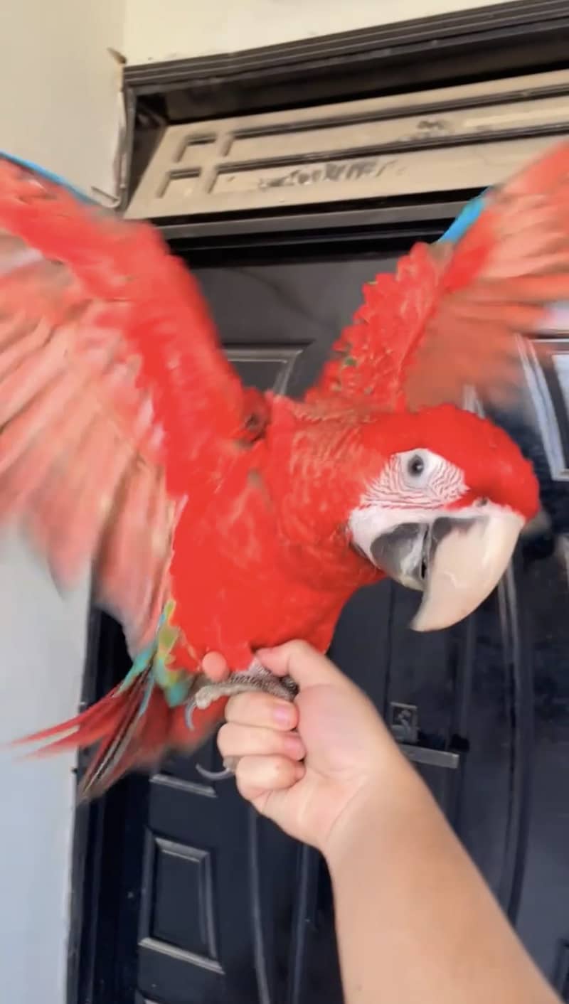 Macaw 1