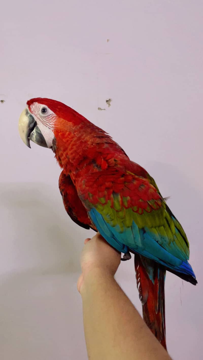 Macaw 2