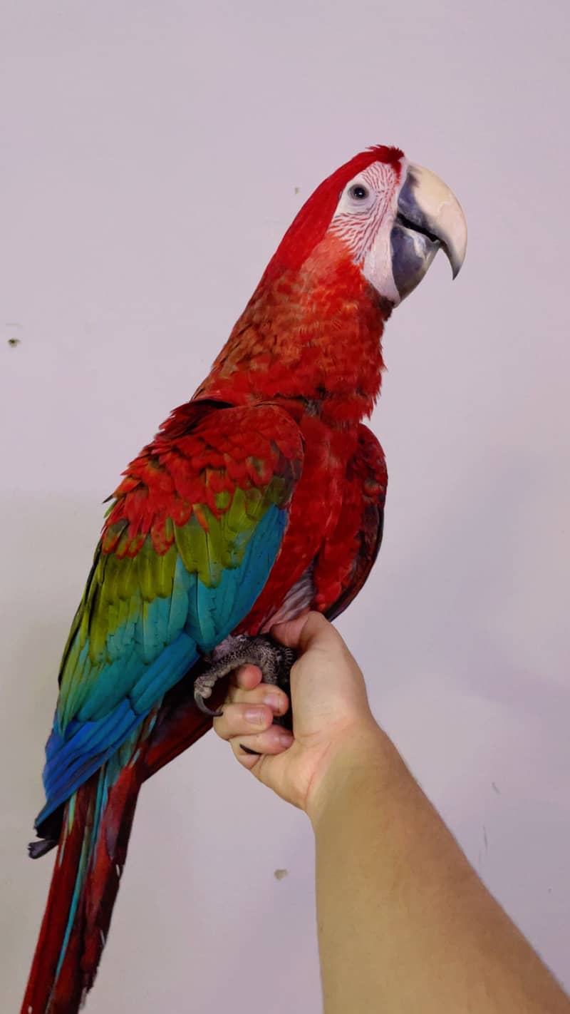 Macaw 3