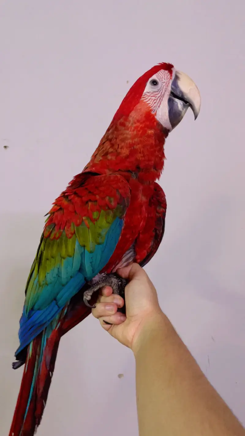 Macaw — photo 4