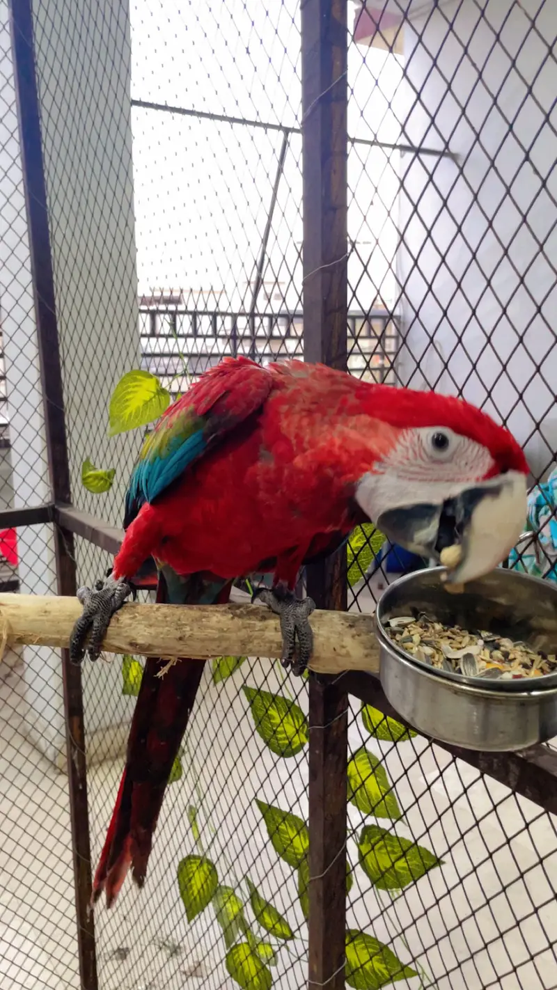 Macaw — photo 5