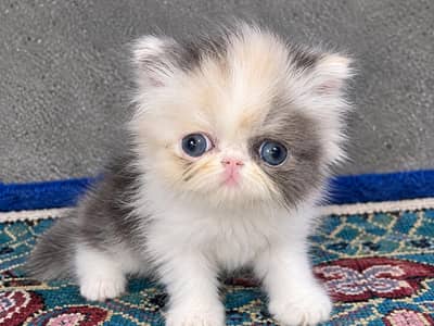 Beautiful kitten's sale for piki face