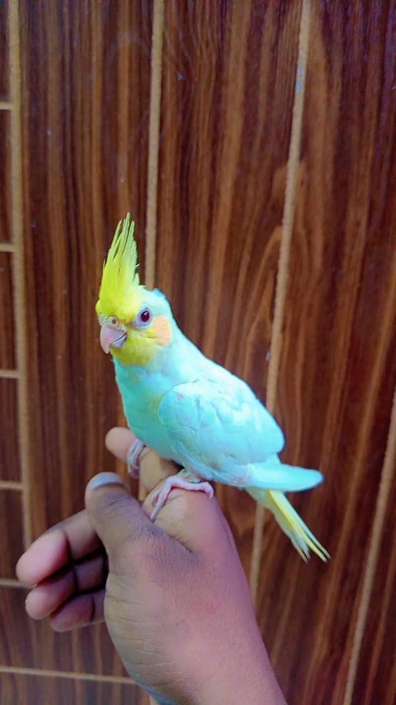cocktail 1