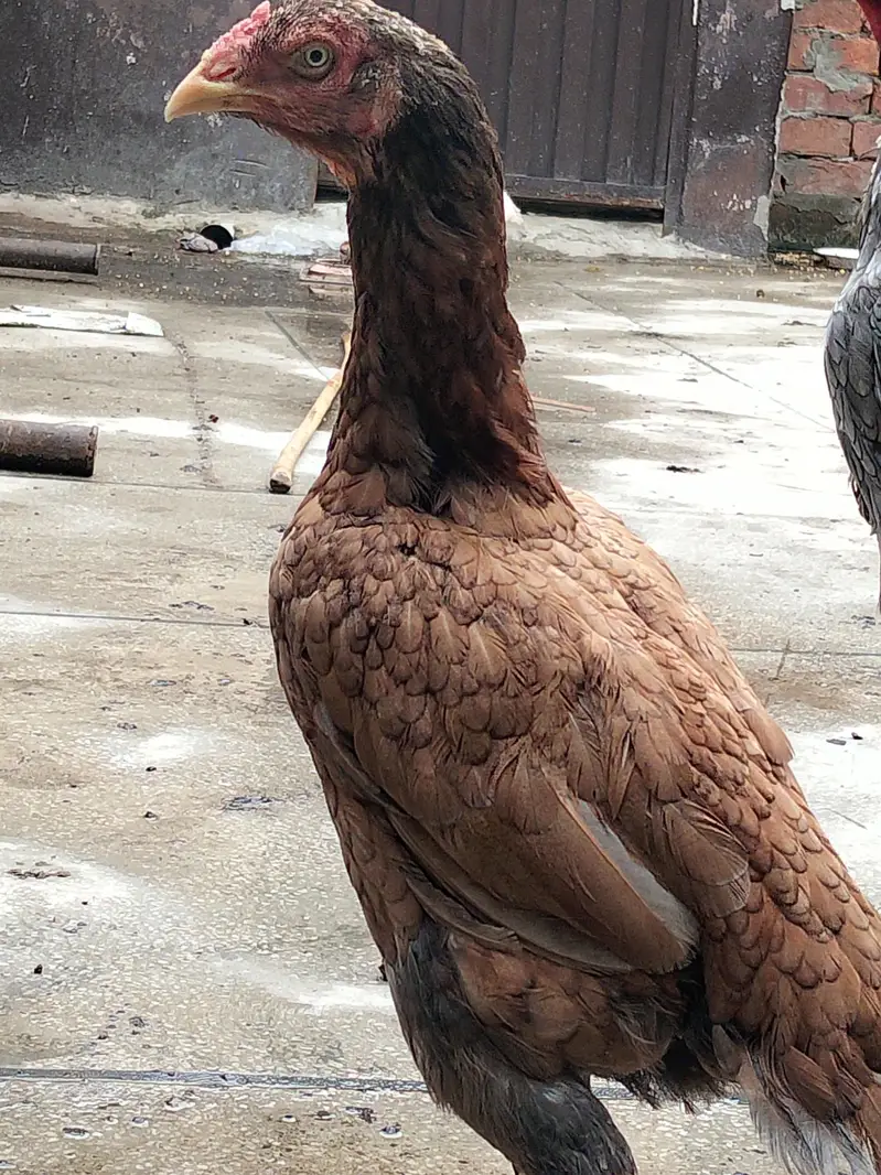 aseel breeder — photo 3