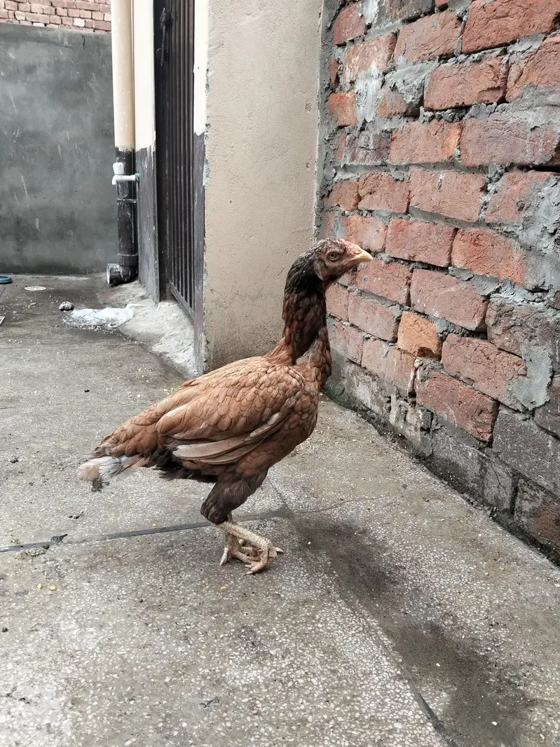 aseel breeder — photo 4