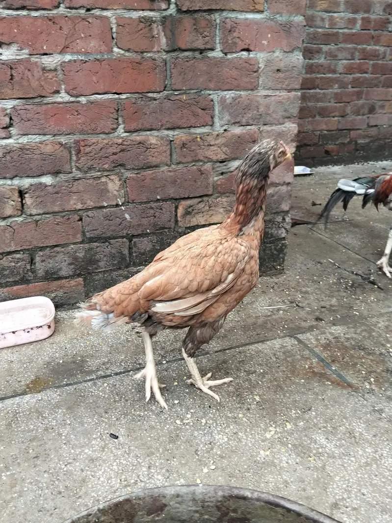 aseel breeder — photo 5