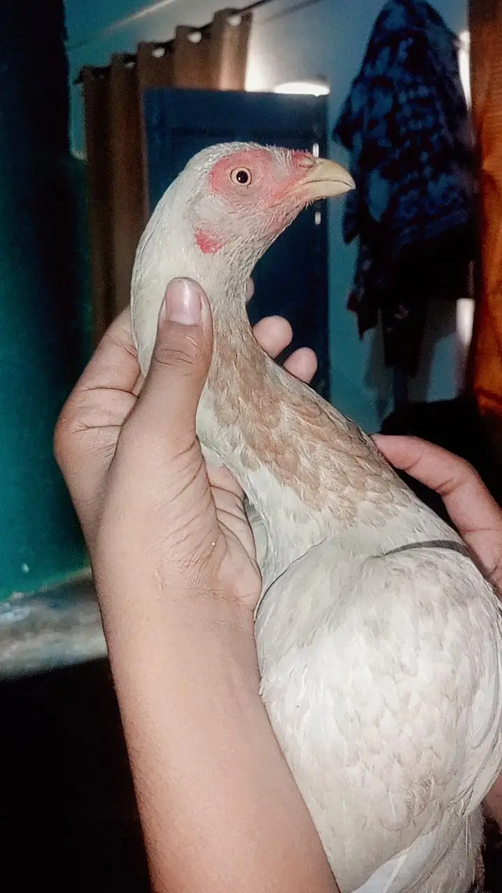 aseel boski murgi