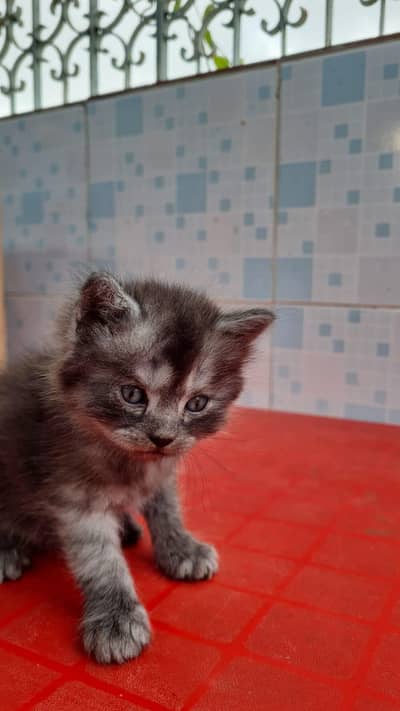Persian cats for sale