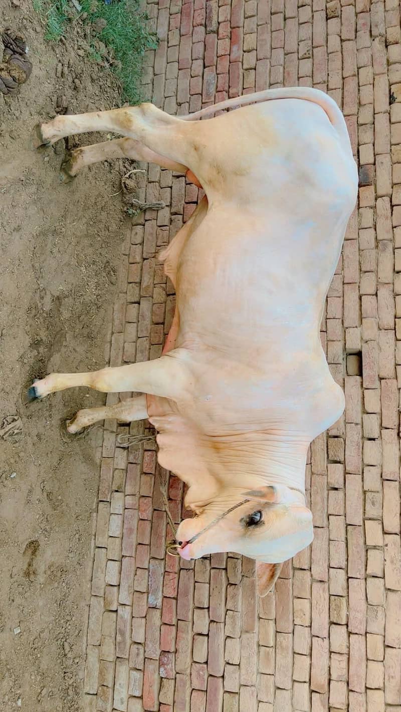 نکرہ کھیرا وچھا 1