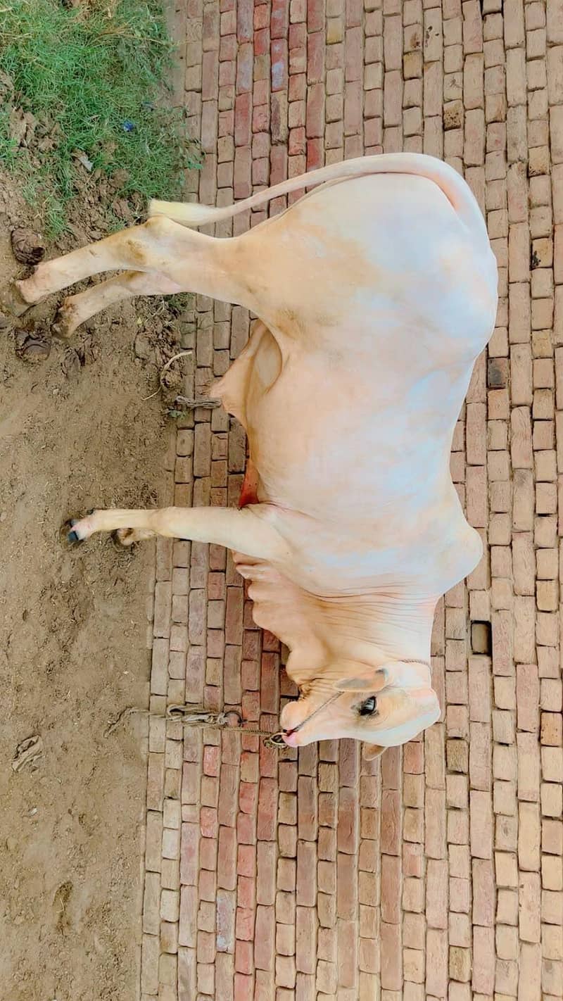 نکرہ کھیرا وچھا 3