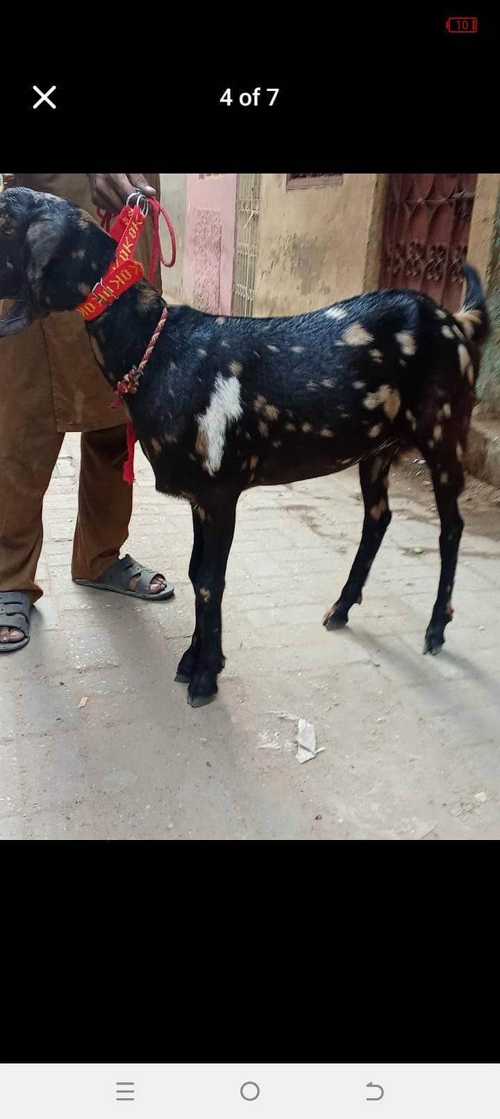 bakri 2