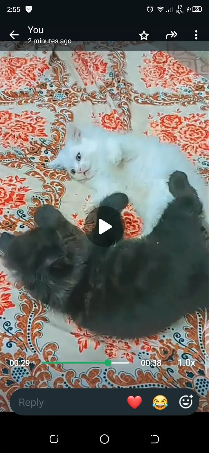 parshion cats pair argent sale krni h rabta kry 03087967726 — photo 2