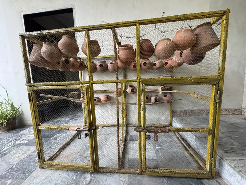 Cage,cages & pinjata — photo 5