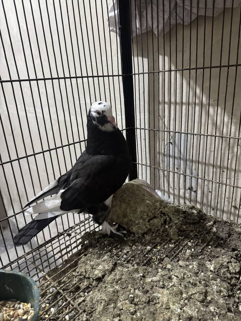 Mix pices 3