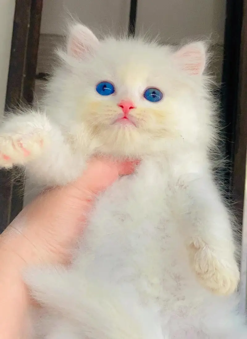 Quality Persian Punchface cat & kitten. moreWhatsApp 03704601257 — photo 3