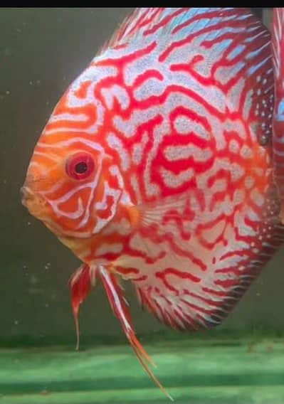 discus 7 inch