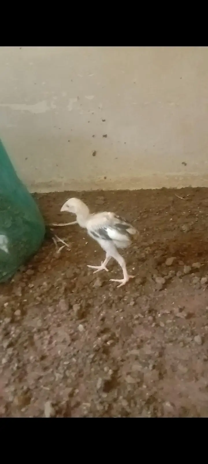 SYED Aseel birds Karachi 03160311298 — photo 7