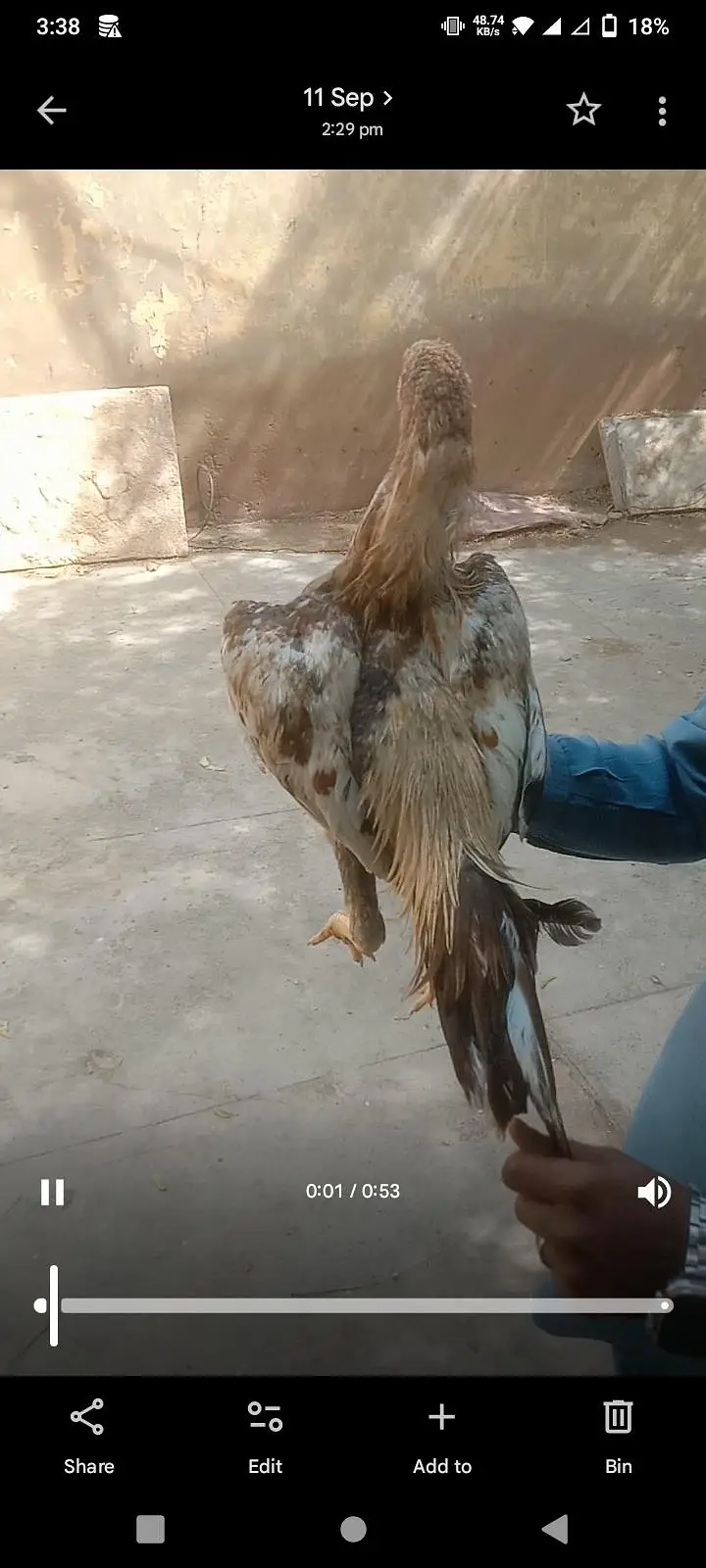 SYED Aseel birds Karachi 03160311298 — photo 12