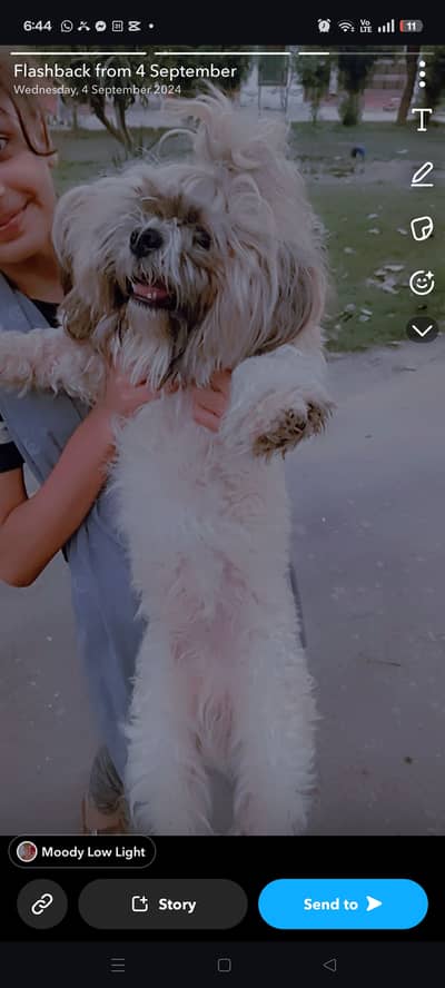 Breed shitzu 2 year full train