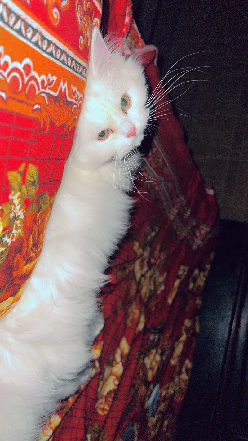 Female cats