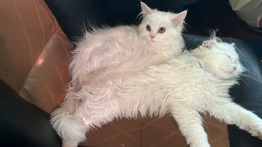 Female cats — photo 2
