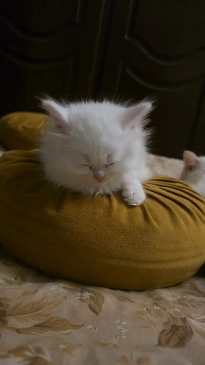 Female cats — photo 3