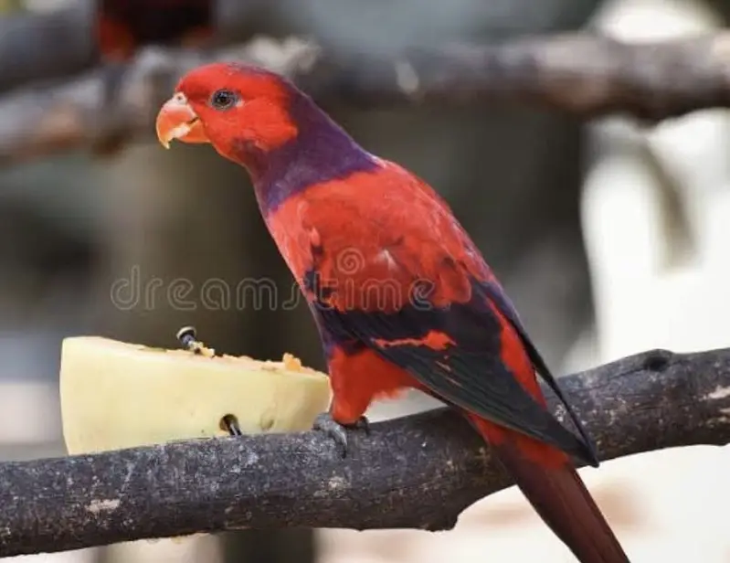 violet necked lorikeet