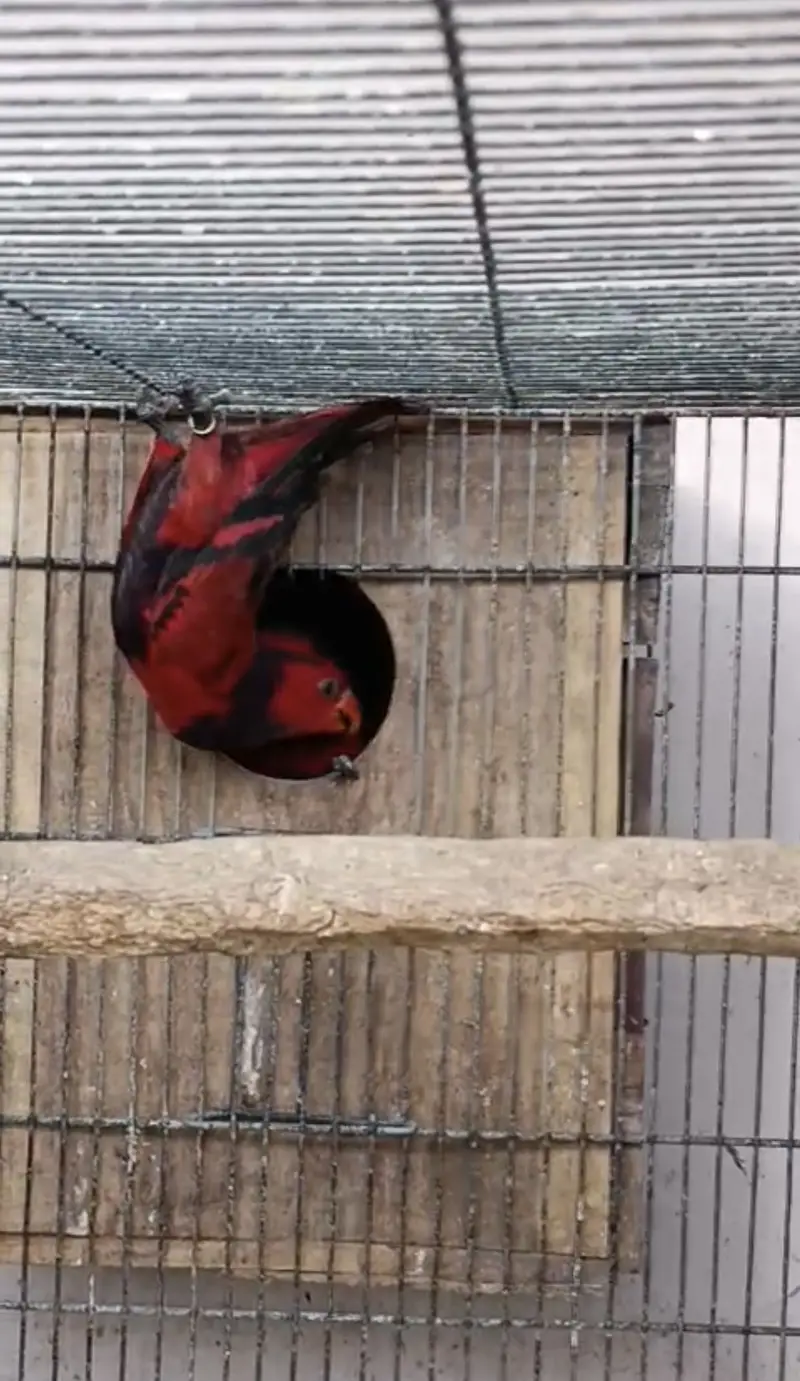 violet necked lorikeet — photo 2