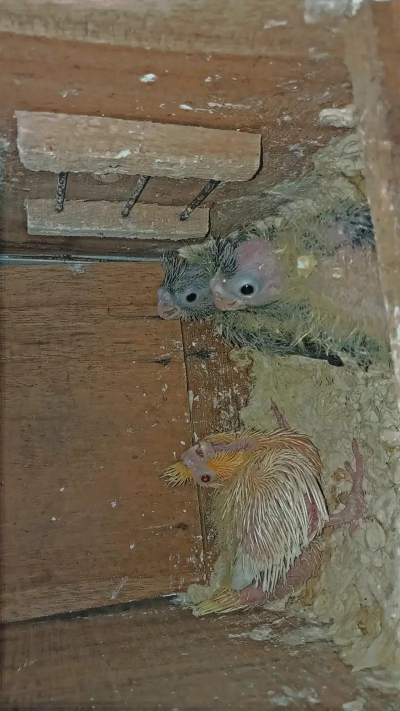 cocktail chicks — photo 2