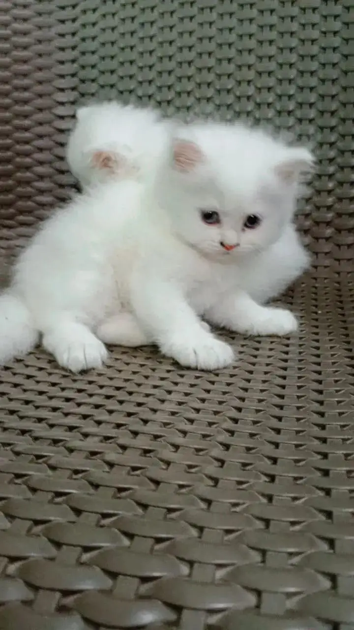 kittens for sale — photo 4