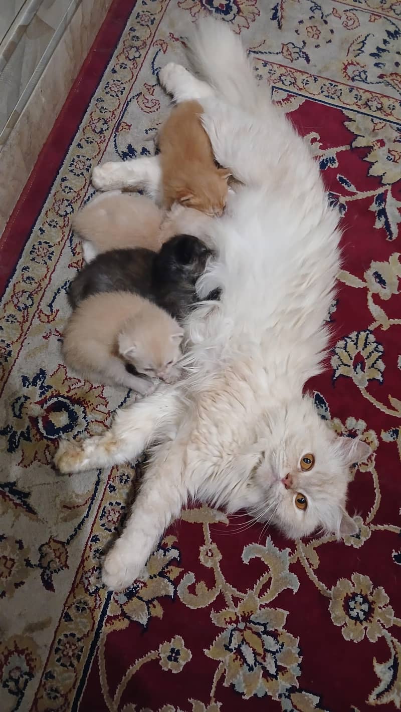 only for cat lovers 0