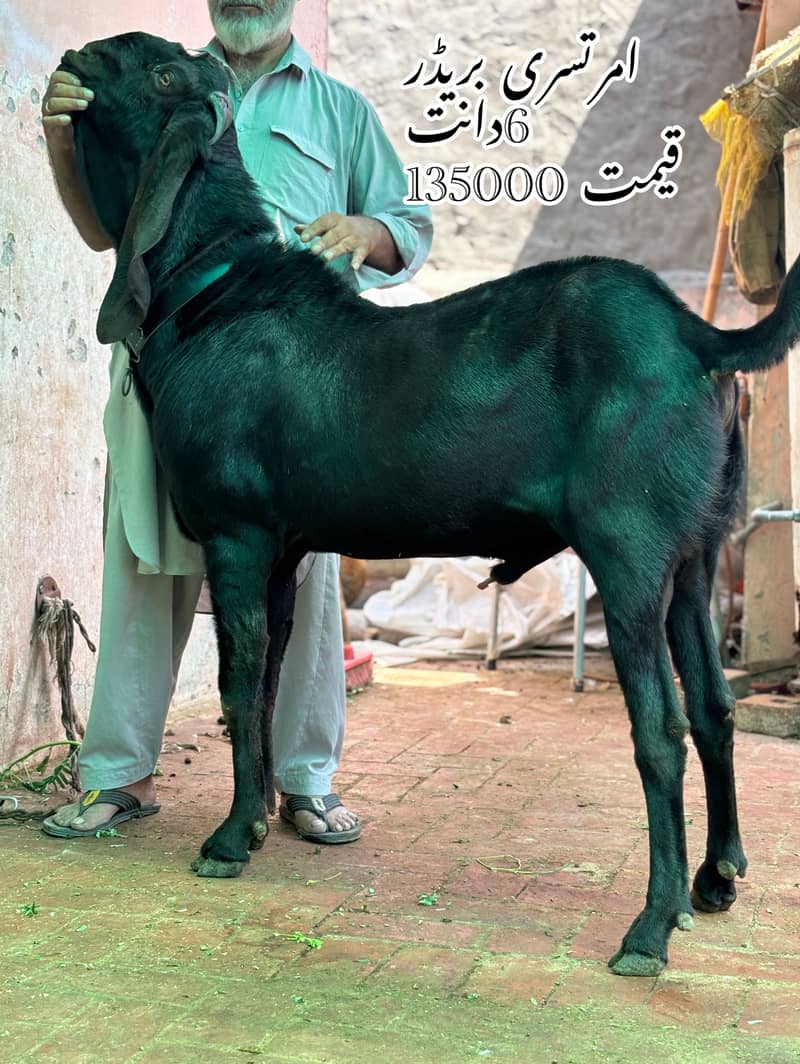 خوبصورت اور صحت مند بکرے بکریاں مناسب قیمت 0