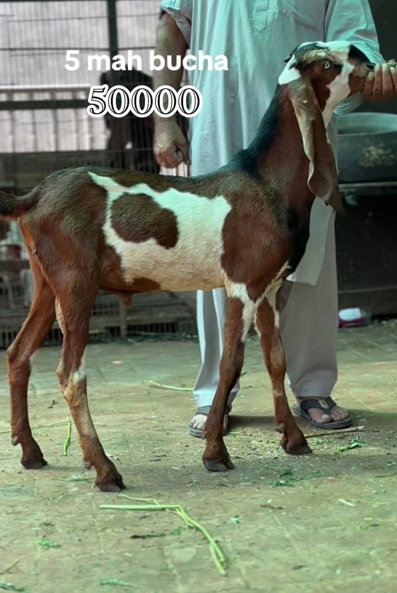 خوبصورت اور صحت مند بکرے بکریاں مناسب قیمت 3