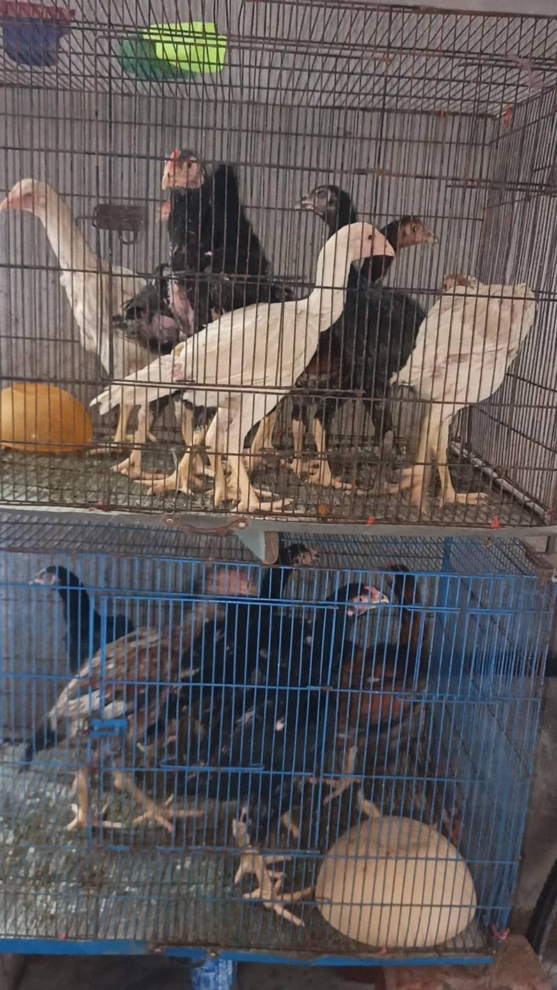 Animals 0