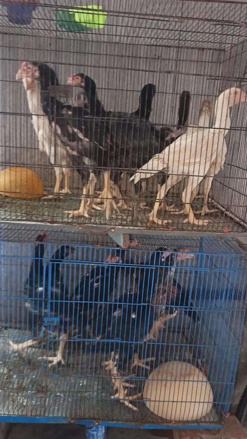 Animals — photo 3