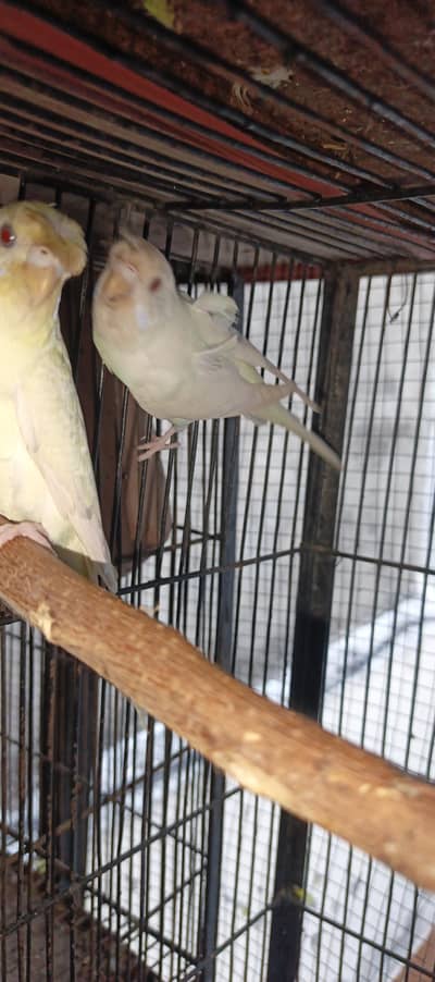 red eye missing Patels hogoromo female red eye round crusted male