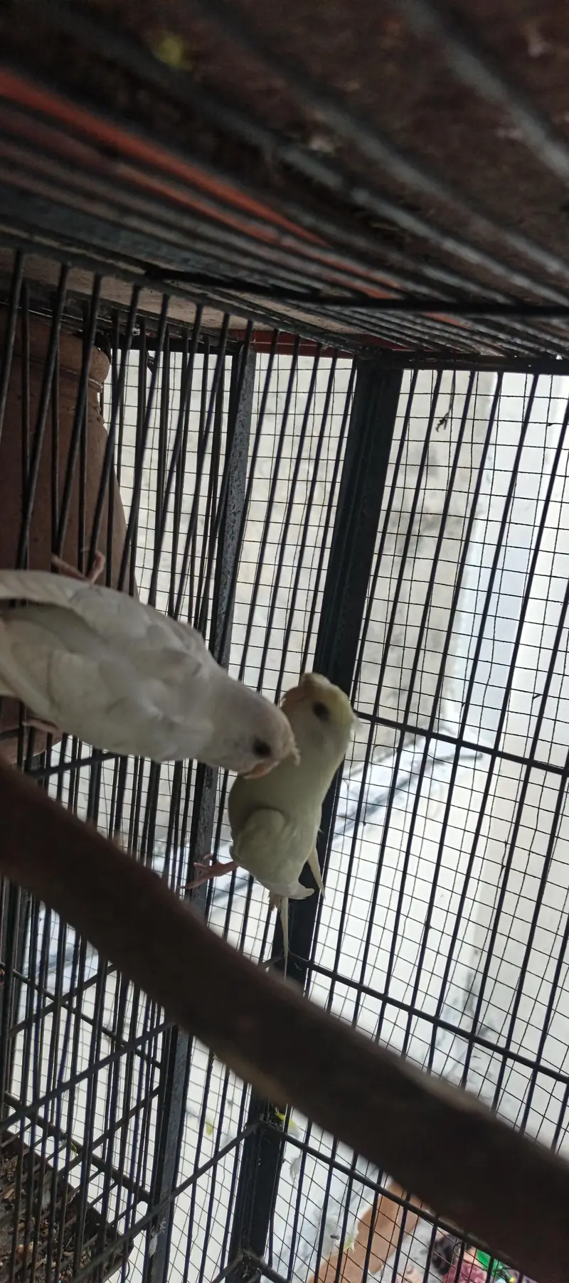 red eye missing Patels hogoromo female red eye round crusted male — photo 3