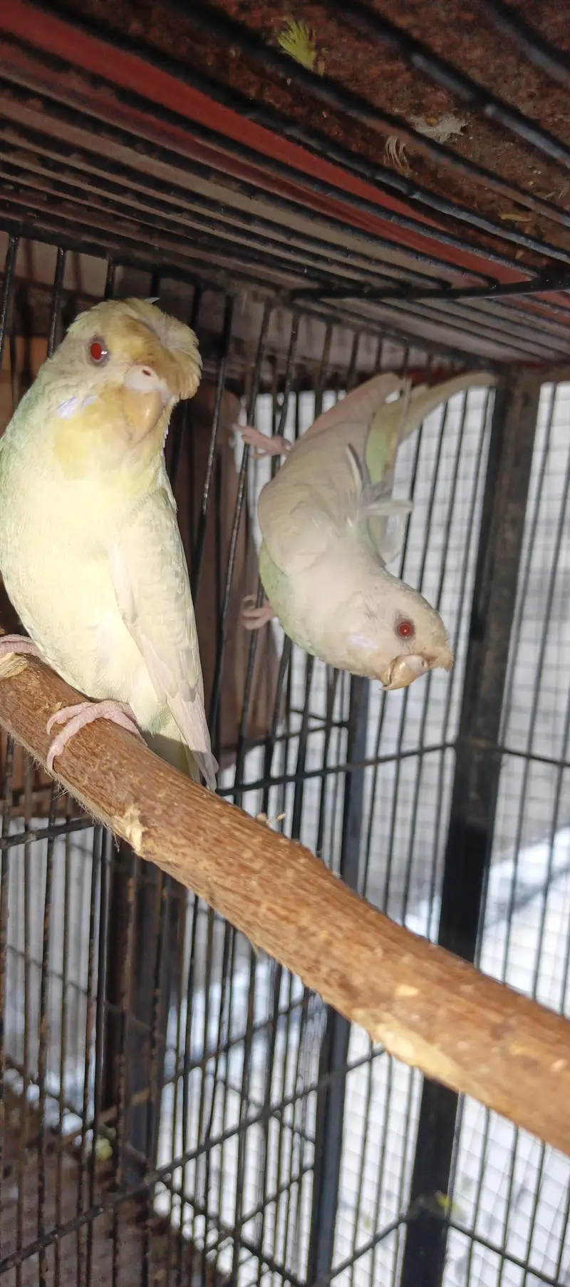 red eye missing Patels hogoromo female red eye round crusted male — photo 4