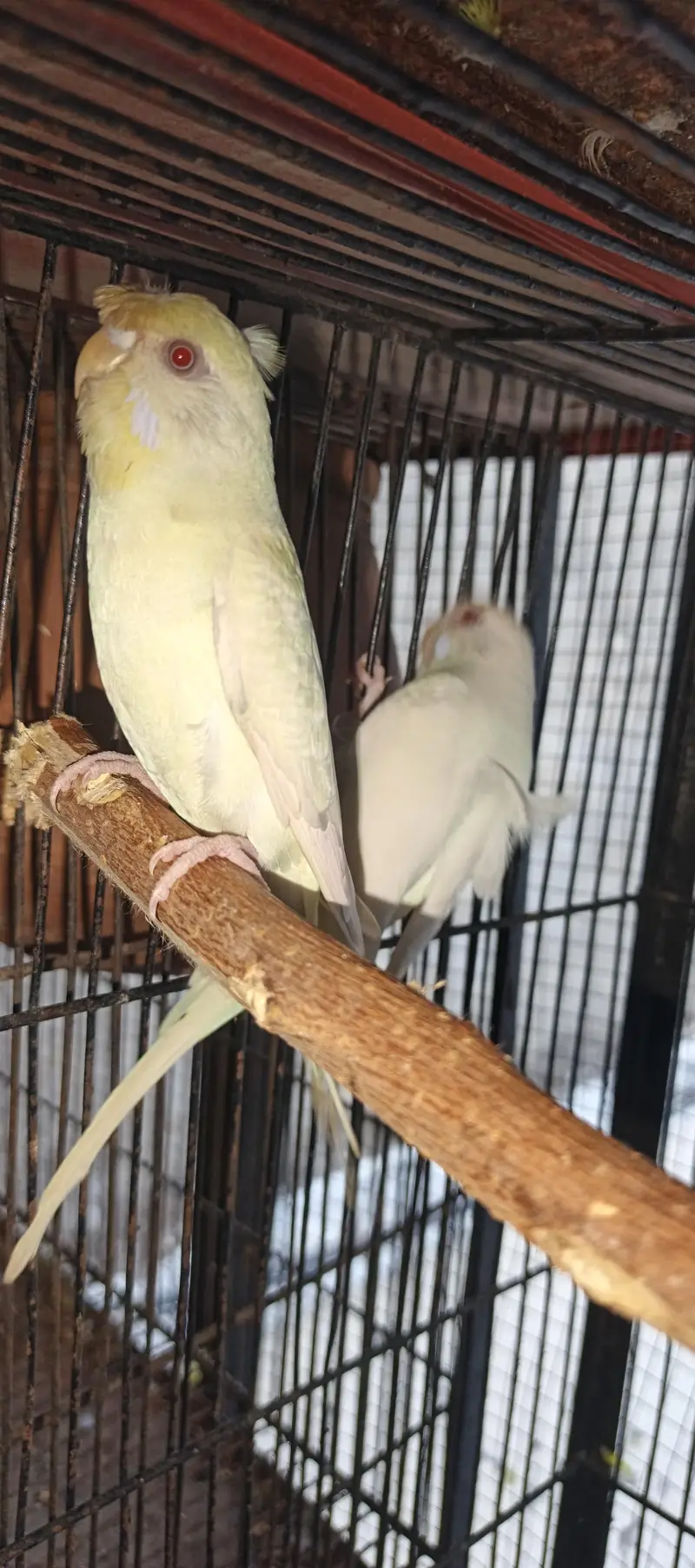 red eye missing Patels hogoromo female red eye round crusted male — photo 5