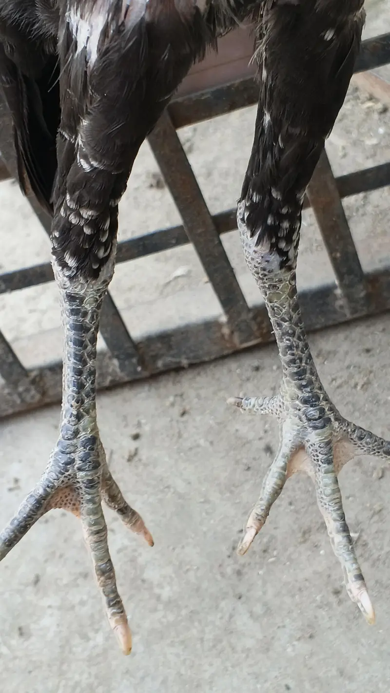 aseel chicks available — photo 5