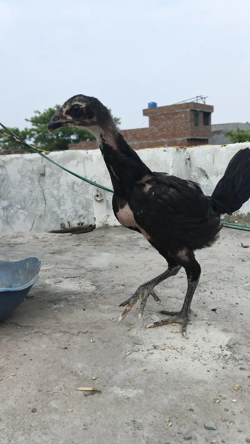 aseel chicks available — photo 10