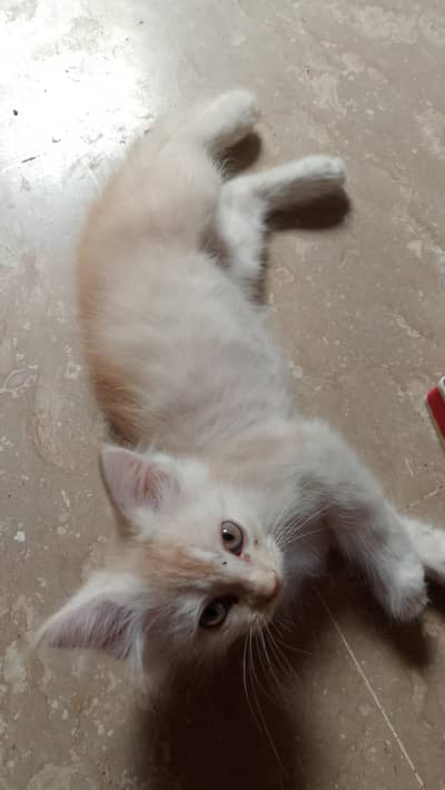 Persian kittens for sale