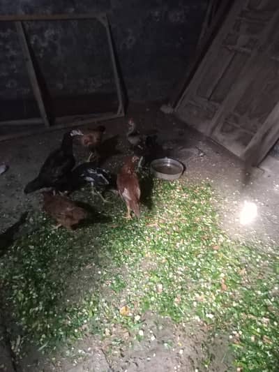 Desi Pathy/chicks ana Pathiyan for sale