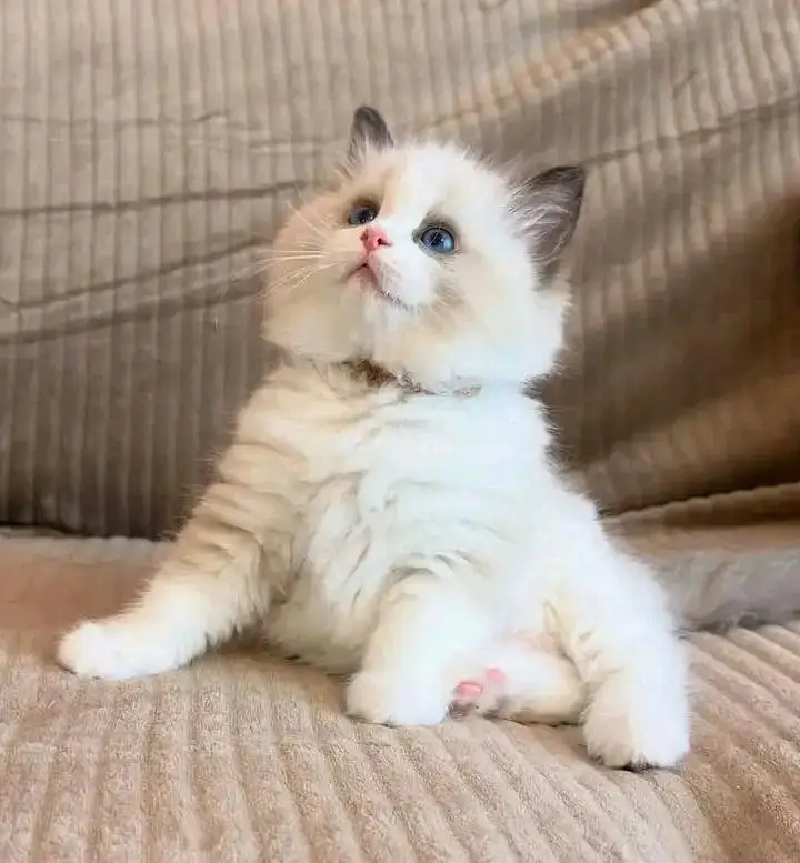 Cat Persian kittens  Kitty Blue eyes low Price OƷ480I63O63 WA&-_ — photo 2